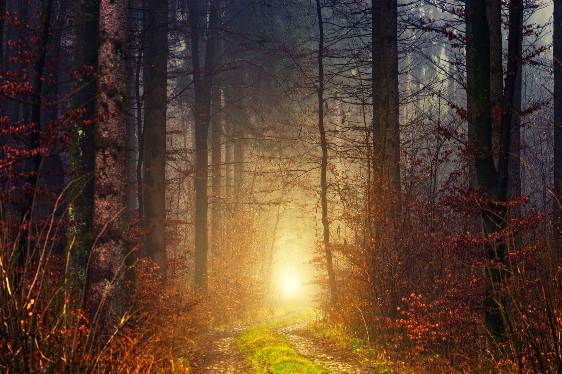 A path through a sunlit forest at dawn