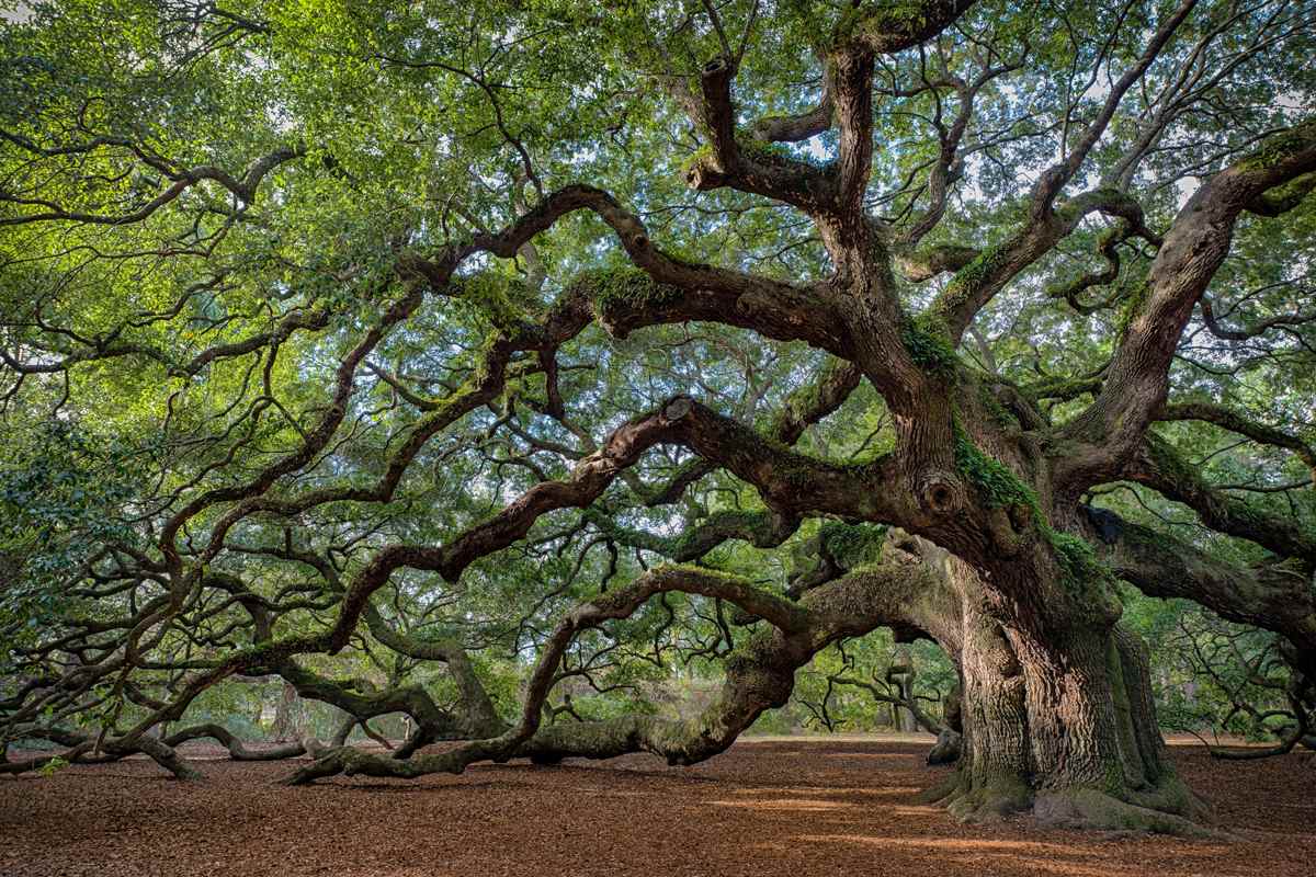 A broad old oak with branches spreading low to the ground.