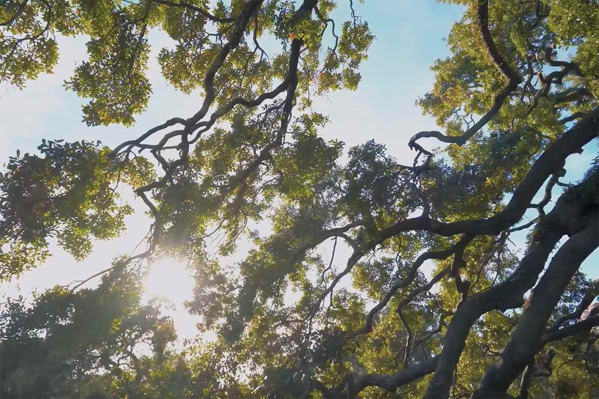 Sunlight through an oak canopy, seen from below.