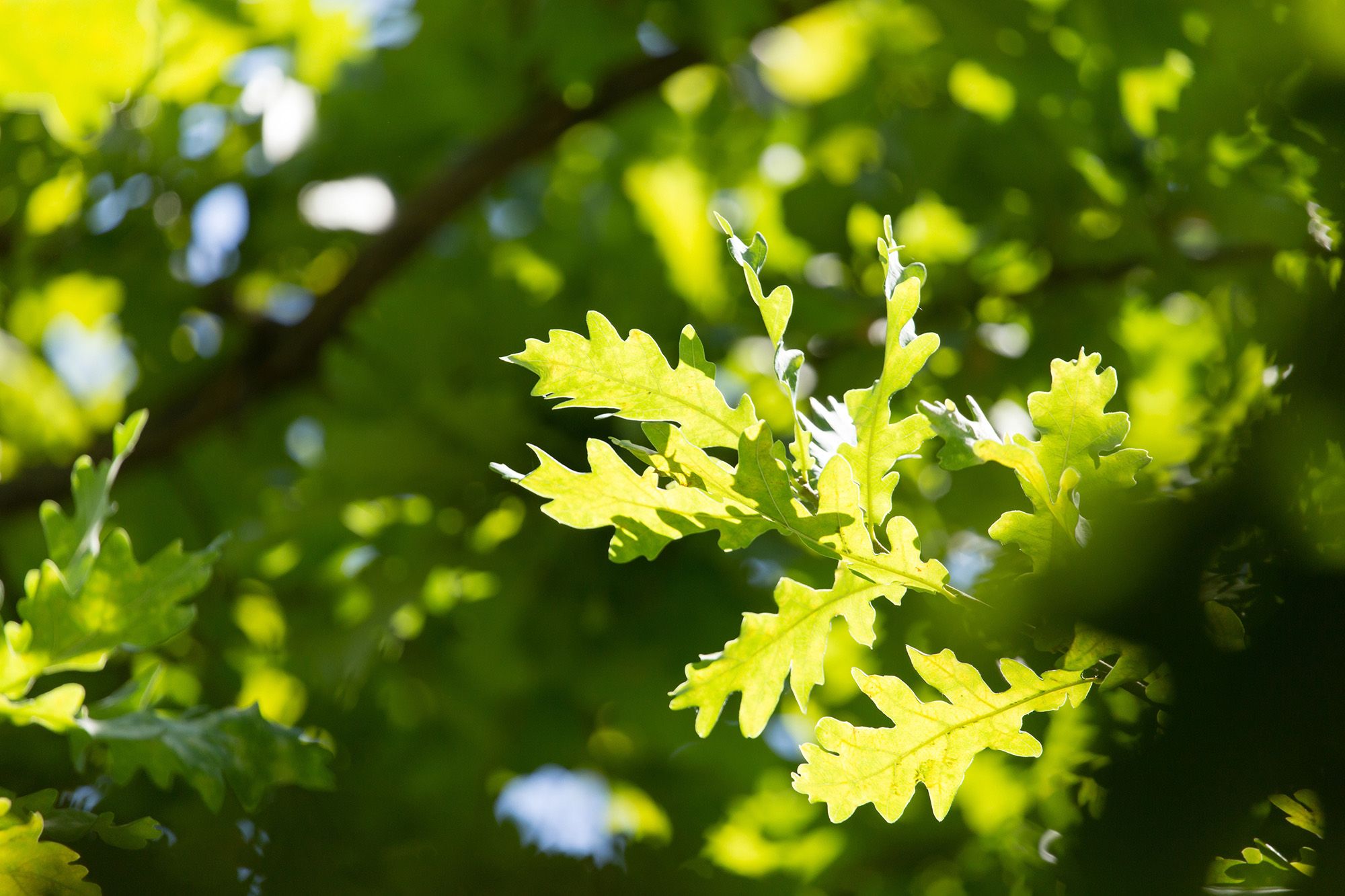 Sunlit oak leaves against a green canopy