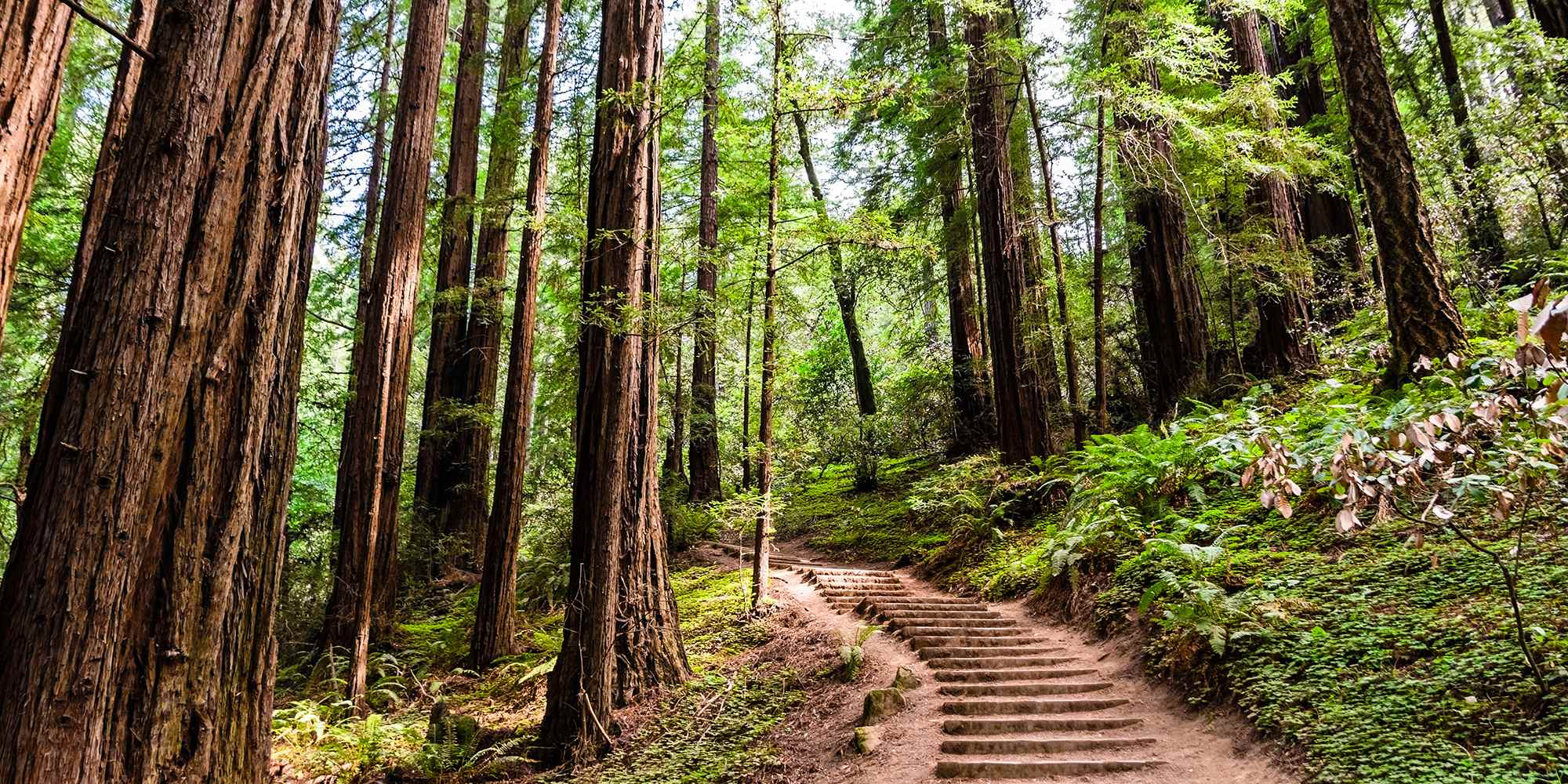 Stone steps climbing a path through tall sunlit trees.