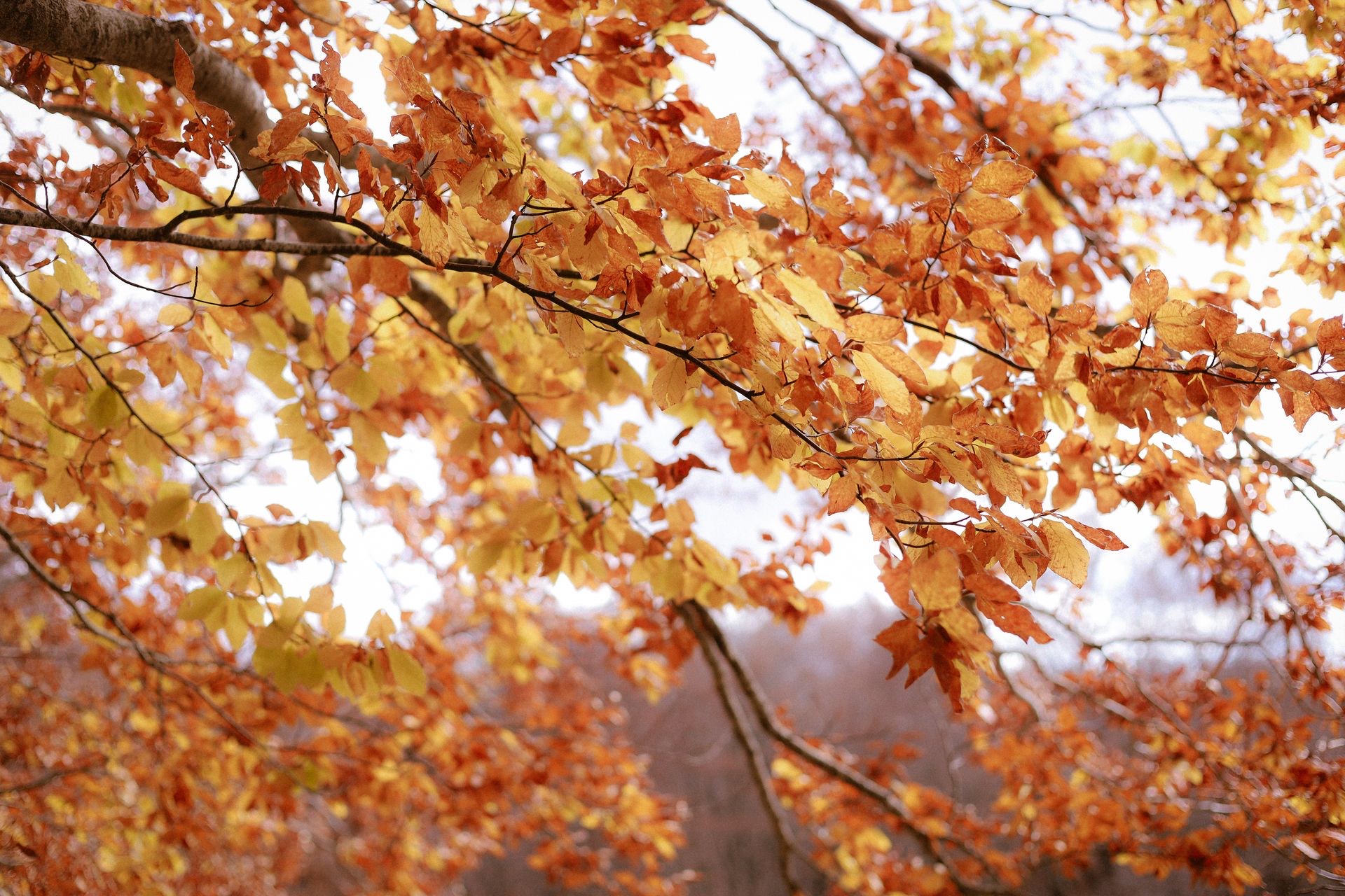 Golden autumn woodland