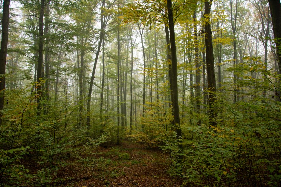Soft morning mist in the woods