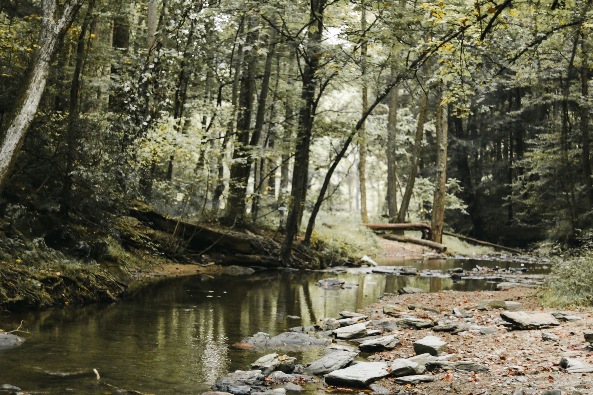 A quiet river winding through the forest
