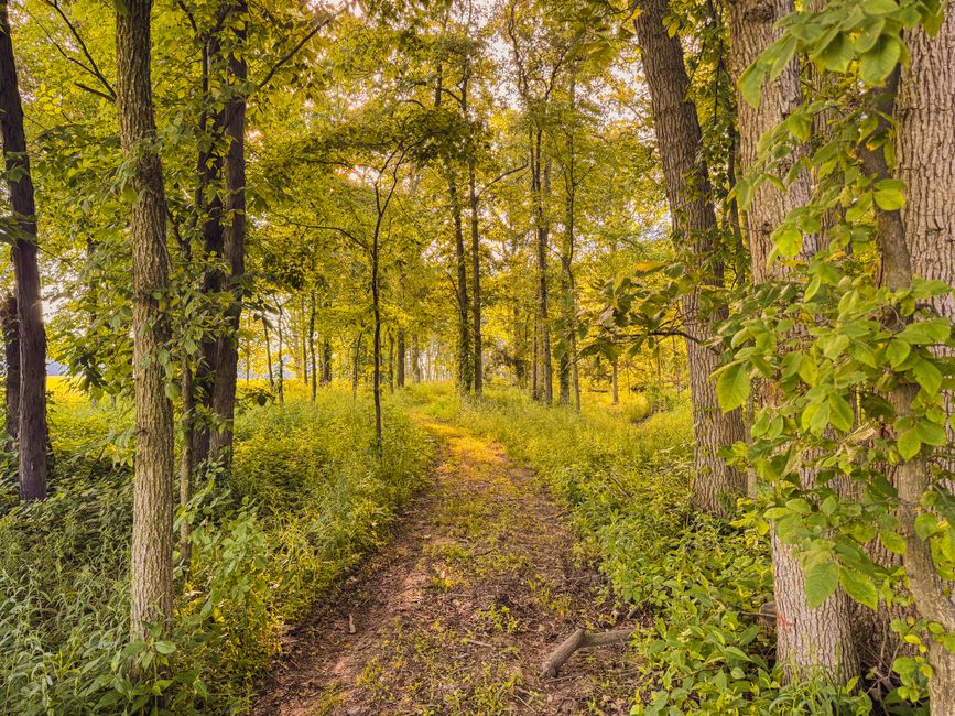 A wooded path through green summer trees