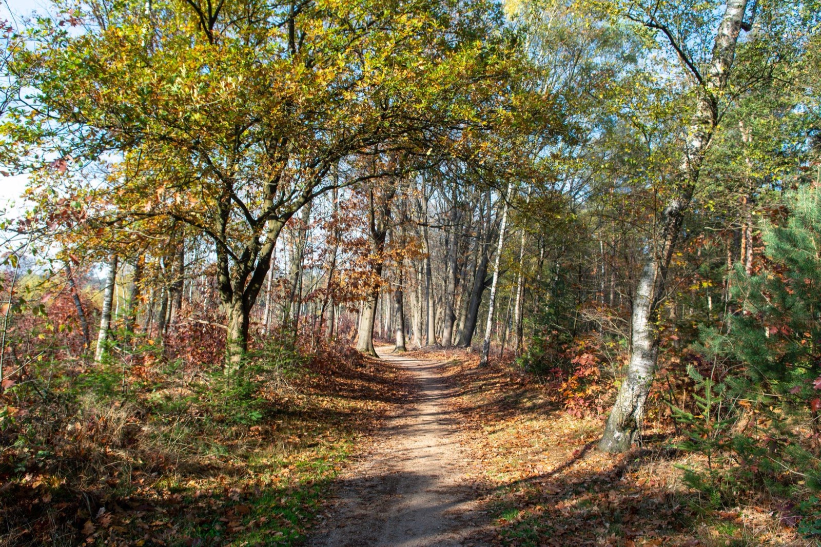 An autumn path through the trees