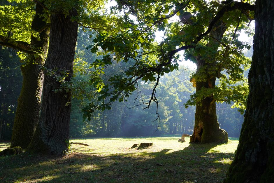 Sunlight through a grove of oak trees