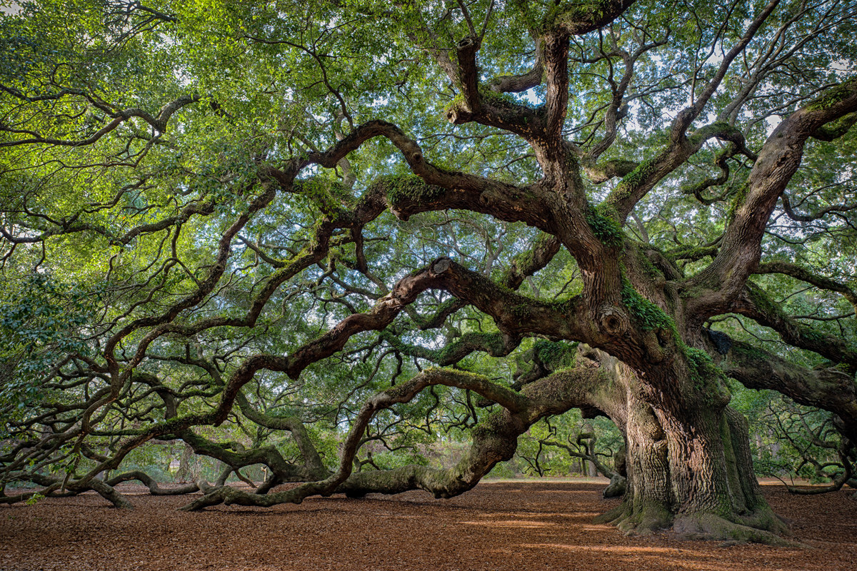 A mature oak with wide, spreading branches over a leaf-covered clearing