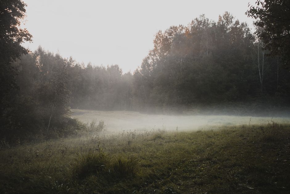 A misty forest clearing at dawn near Columbus, Ohio