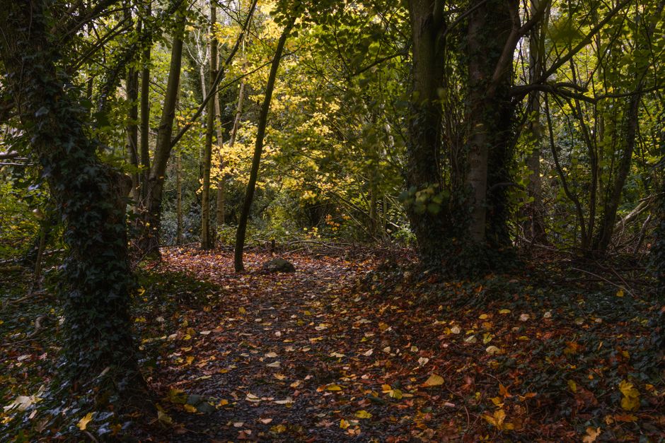 A sunlit autumn path through a central-Ohio hardwood forest