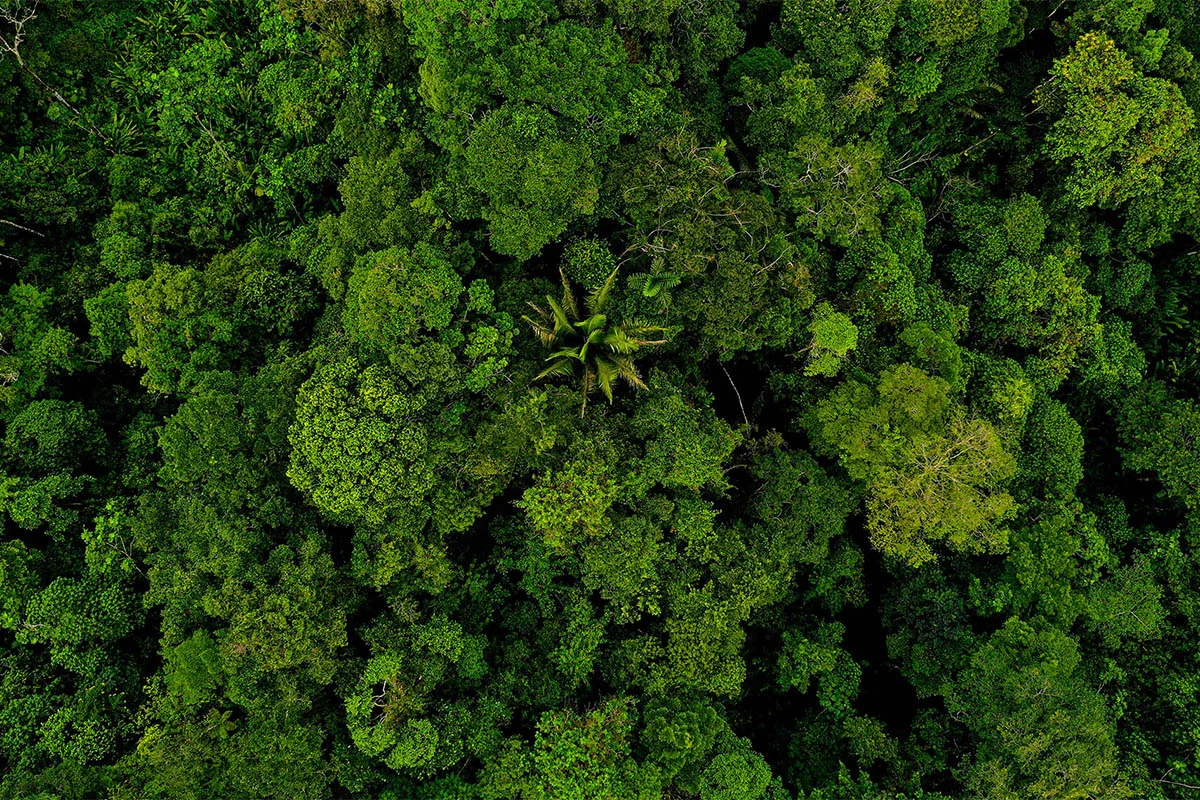 Forest canopy from above