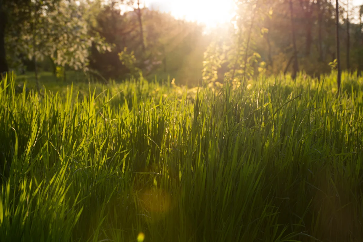 Close up of grass in the sun