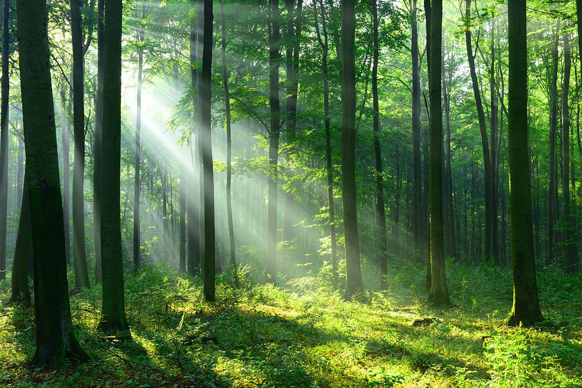 Support Groups for Families of Addicts: Finding Your Own Path to Healing